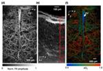 Photoacoustic Microscopy Enables Imaging of Oxygen Saturation of Hemoglobin in the Mouse Brain