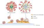 Nanoparticle Carrier Delivers Antibacterial Agent into Dental Plaque