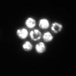 Fast-Swimming Microbes Can Organize Themselves into a 2D Lattice of Rotating Cells