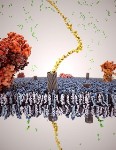Carbon Nanotube (CNT) Porins Hold Promise as Biomimetic Platforms for Nanofluidic Studies