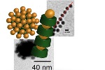 Researchers Develop Concept of Protein Adaptor Based Nano-Object Assembly