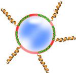 Easy, Effective Method to Fasten Proteins to Nanoparticles for Cancer Treatment