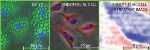 Researchers Achieve Micron Resolution of Single Cells Using Picosecond Ultrasonics