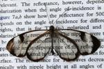 Irregularity of Nanopillars Contributes to Low Reflection of Butterfly Wings