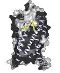 SLAC Researchers Study Interaction between ARB Drug and Receptor at the Atomic Level