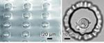 Researchers Develop Hollow Microprobe Array to Achieve Flexibility in Single-Cell Manipulation