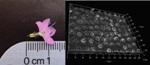 New Protocols for Optical Sectioning-3D Reconstruction Using Compound Fluorescence Light Microscope