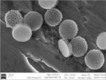 Loading Antigens into Silicon Microparticles Could Boost Effectiveness of Cancer Vaccines