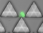 Novel Microfluidic Chip Can Capture Rare Clusters of Circulating Tumor Cells