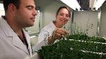 Scientists Closer to Identifying Nanostructure of Cellulose