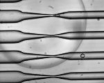 Microfluidic Cell-Squeezing Device Can Introduce Specific Antigens Inside Immune System’s B Cells