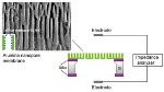 Microfabricated Alumina Nano Pore Membranes used for Impedance Sensing of DNA Immobilization and Hybridization