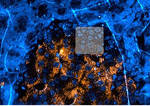 DELMIC Announces Workshops Hosted by Phenom World on Integrated CLEM, University of Copenhagen, June 18th
