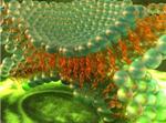 Novel Device Helps Capture Real Time Data on Behavior of Cell Membranes During Hemifusion