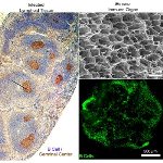 Soft, Nanocomposite Biomaterial Immune Organ Produces Antibodies