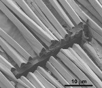 Nanoscale Structure of Hairs Help Saharan Silver Ants to Survive Scorching Heat