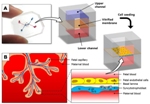 Placenta-on-a-Chip Helps Study Inner Workings of Human Placenta