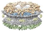 UZH Research Team Discovers "Molecular Gate" Inside Nuclear Pores Using High-Performance Microscope