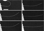 Researchers Discover Giant Anelasticity in Zinc Oxide Nanowires