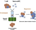 Magnetic Column Paired with Magnetic Nanoparticle Device May Help Increase use of Immunotherapy