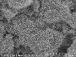 Zinc Oxide Nanorod Arrays Grown on Graphene Substrates Greedily Capture Sun's Rays