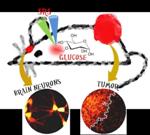 Researchers Report New Approach to Visualize Glucose Uptake Activity in Single Cells by Light Microscopy