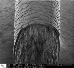 Submicron X-Ray Beam with Cross-Section Geometry Reveals New Structural Features of Human Hair