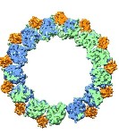 UC Berkeley Produces Atomic View of Microtubules with Record Resolution