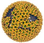Computational and Experimental Researchers Construct Atomic Model of Immature Retrovirus