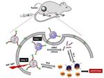 Significant Advancement in Use of Photodynamic Therapy to Combat Ovarian Cancer in Laboratory Animals