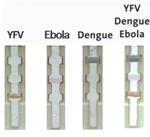 Colored Nanoparticles Distinguish Between Yellow Fever Virus, Ebola and Dengue in Paper-Based Test