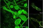 Miniscule Nano-Fibre Polymer Scaffolding Units Help Study Behavior of Individual Plant Cells