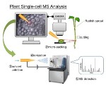 Nanospray Tip Sucks up Single Target Cell for Analysis in a Mass Spectrometer