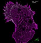 Enhanced Live-Cell Structured Illumination Microscopy Provides More Detailed Understanding of Cell Processes