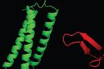 Nuclear Magnetic Resonance-Derived Images Reveal Key Cellular Functions that Help Regulate Inflammation