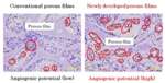 NIMS MANA Researchers Develop Tissue Adhesive Porous Films that Promote Angiogenesis Without Using Growth Factors