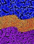 Nanoporous Gold Sponge Detects Pathogens Faster