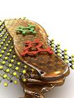 Nanopore Method Improves Accuracy of DNA Sequencing