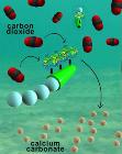 UC San Diego Nanoengineers Design Carbon-Capturing Micromotors