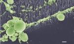 New Type of Nanowire Material Supports Neuron Growth