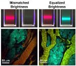 Researchers Introduce New Class of Light-Emitting Quantum Dots with Tunable and Equalized Fluorescence Brightness