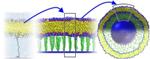 Computational Modeling Enables Design of Sturdier Liposome