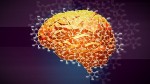NanoSIMS Provides Unprecedented High-Resolution Images of Fate of Glucose in the Brain