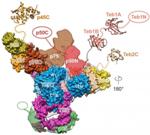 Researchers Visualize Whole Telomerase at Sub-Nanometer Resolution