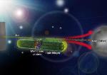 New Method for Manipulating Folding of Membrane Proteins Using Magnetic Tweezer