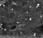 Addition of Cobalt to Nitrogen-Doped Graphene Offers Low-Cost Catalyst for Hydrogen Production