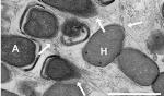 Nano Power Grids Observed in Methane Degrading Microorganisms