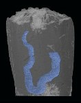 X-Ray Microscopy Reveals Inner Workings of Tiny Fossil