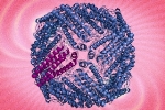 ‘Hypermagnetic’ Protein Nanoparticles Could Help Track Cells