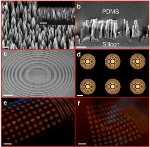 Flexible Microlenses that can Capture Panoramic Images have been Developed